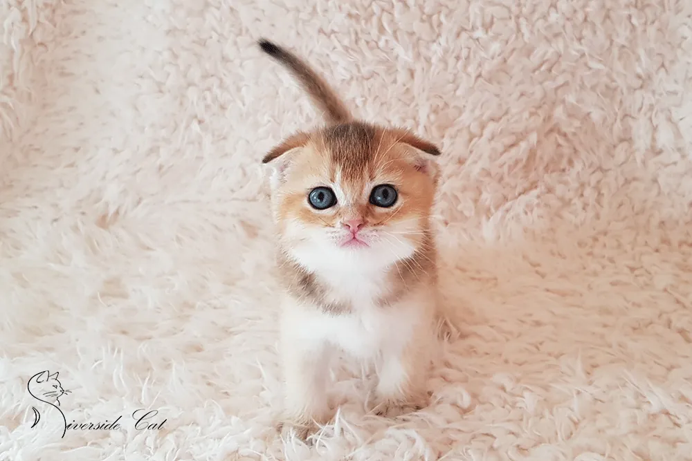 Skót lógófülű macska - Black Golden Ticked Tabby színnel