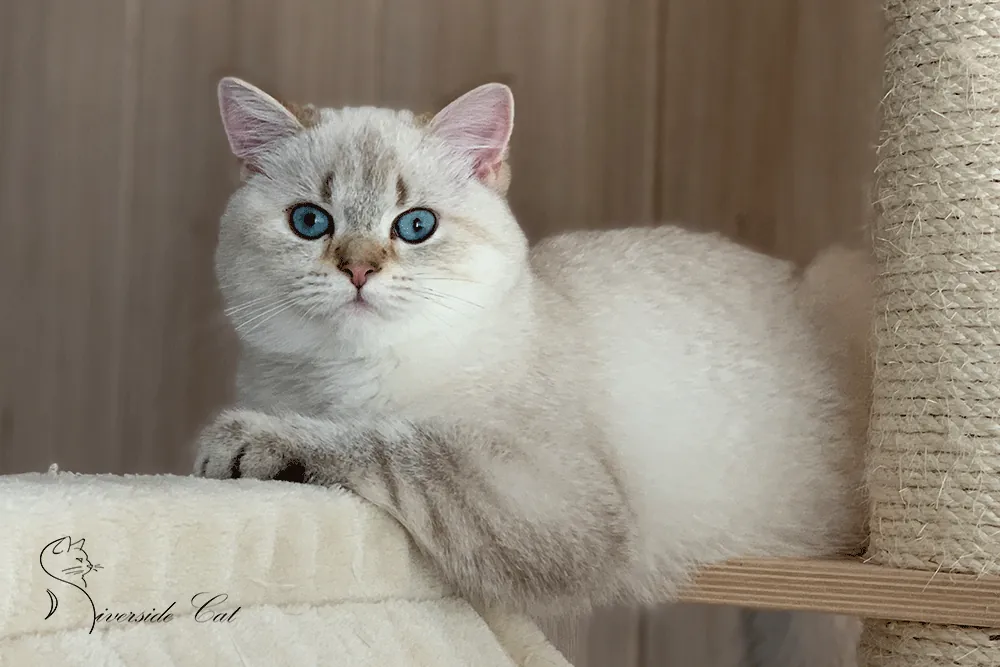 Brit macska - Black Golden Ticked Tabby Point színnel