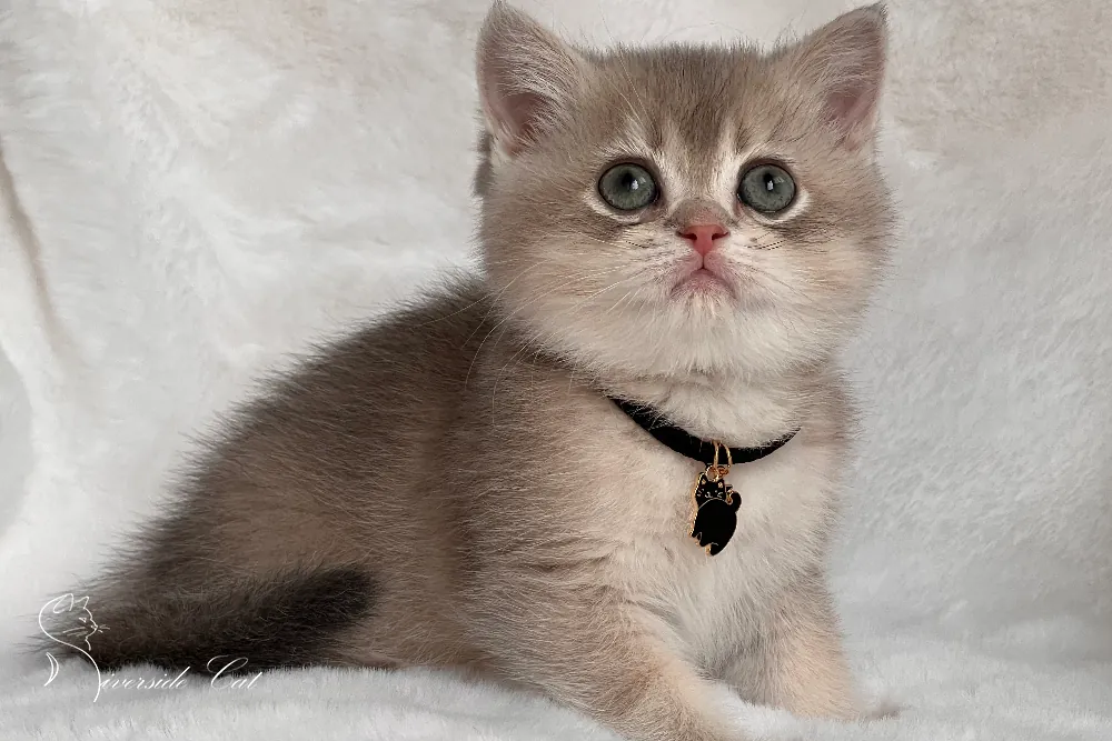 Brit rövidszőrű macska - Blue Golden Shaded színnel