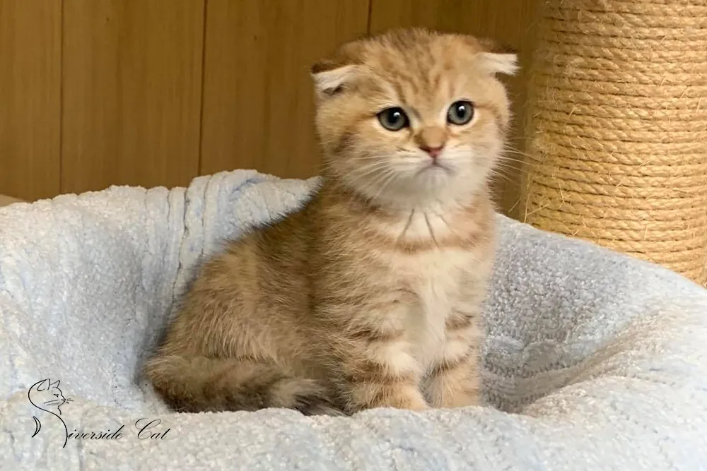 Skót lógófülű macska - Black Golden Mackerel Tabby színnel