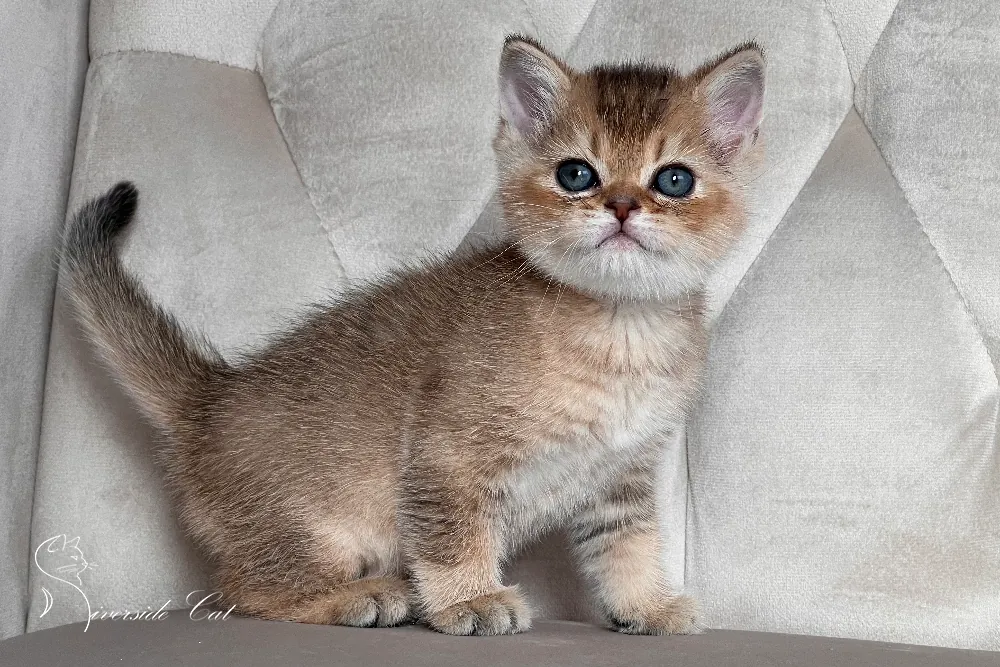 Skót állófülű macska - Black Golden Ticked Tabby színnel