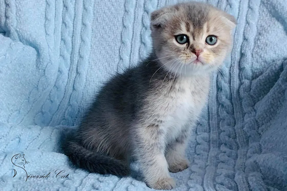 Skót lógófülű macska - Blue Golden Shaded színnel