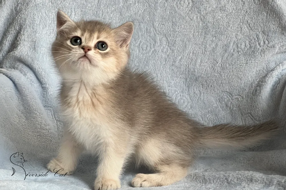 Brit macska - Blue Golden Shaded színnel