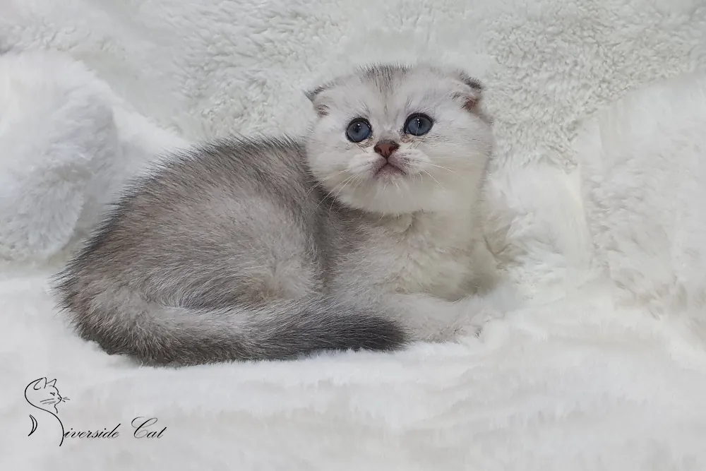 Skót lógófülű macska - Black Silver Shaded színnel