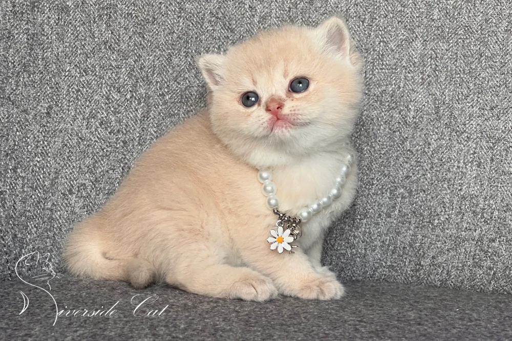 Skót állófülű macska - Lilac Golden Shaded színnel