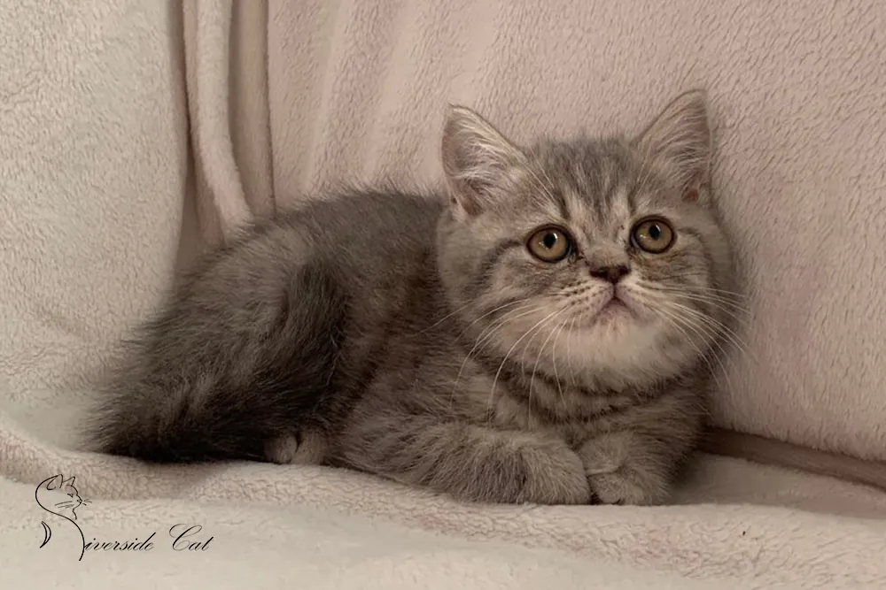 Brit macska - Blue Mackerel Tabby színnel