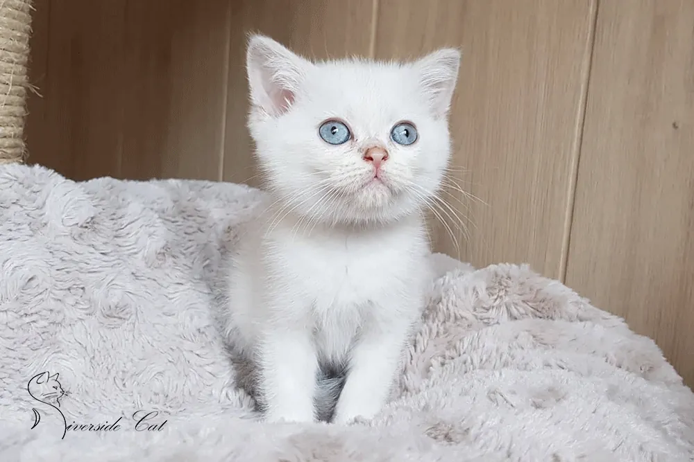 Brit macska - Lilac Golden Shaded Point színnel