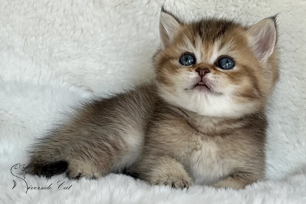 Brit macska - Black Golden Ticked Tabby színnel