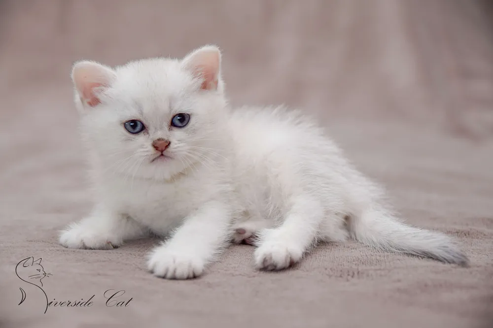 Brit macska - Blue Silver Shaded színnel