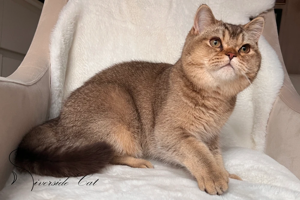 Skót állófülű macska - Chocolate Ticked Tabby színnel