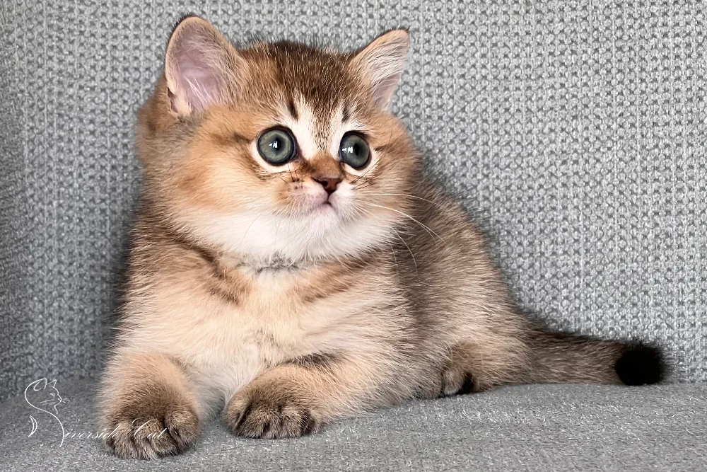 Skót állófülű macska - Black Golden Ticked Tabby színnel