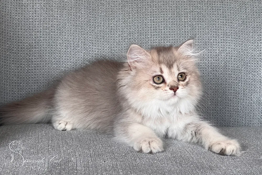 Skót állófülű macska - Blue Golden Ticked Tabby színnel