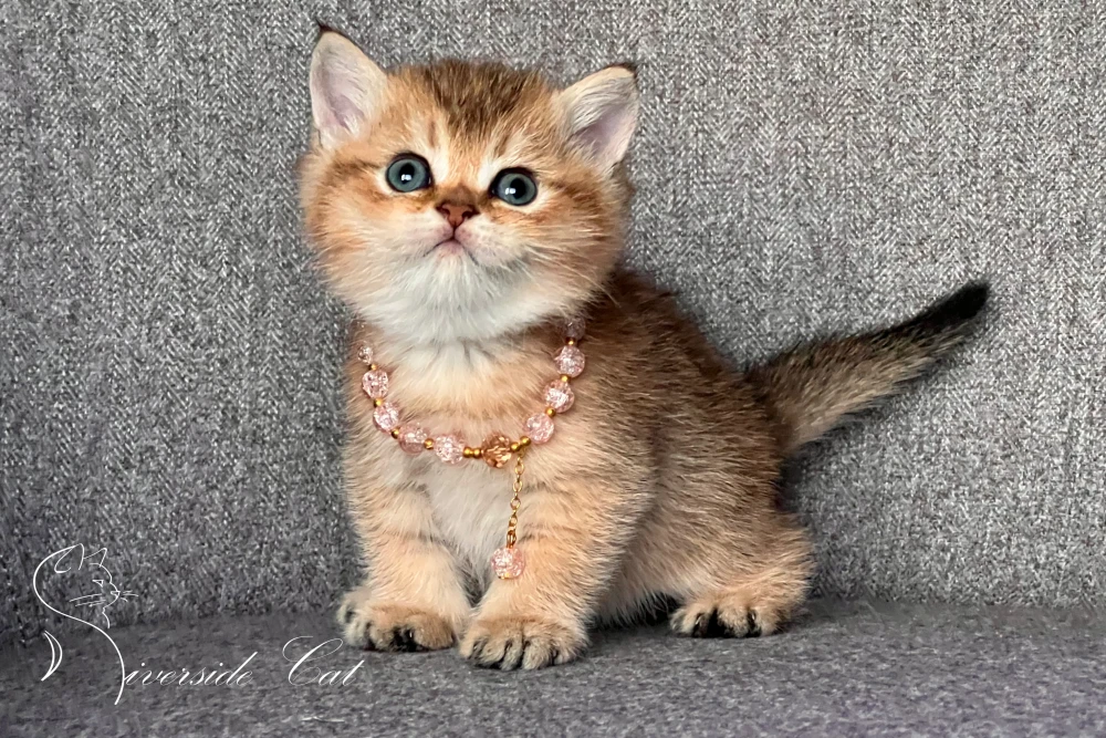 Skót állófülű macska - Black Golden Shaded színnel