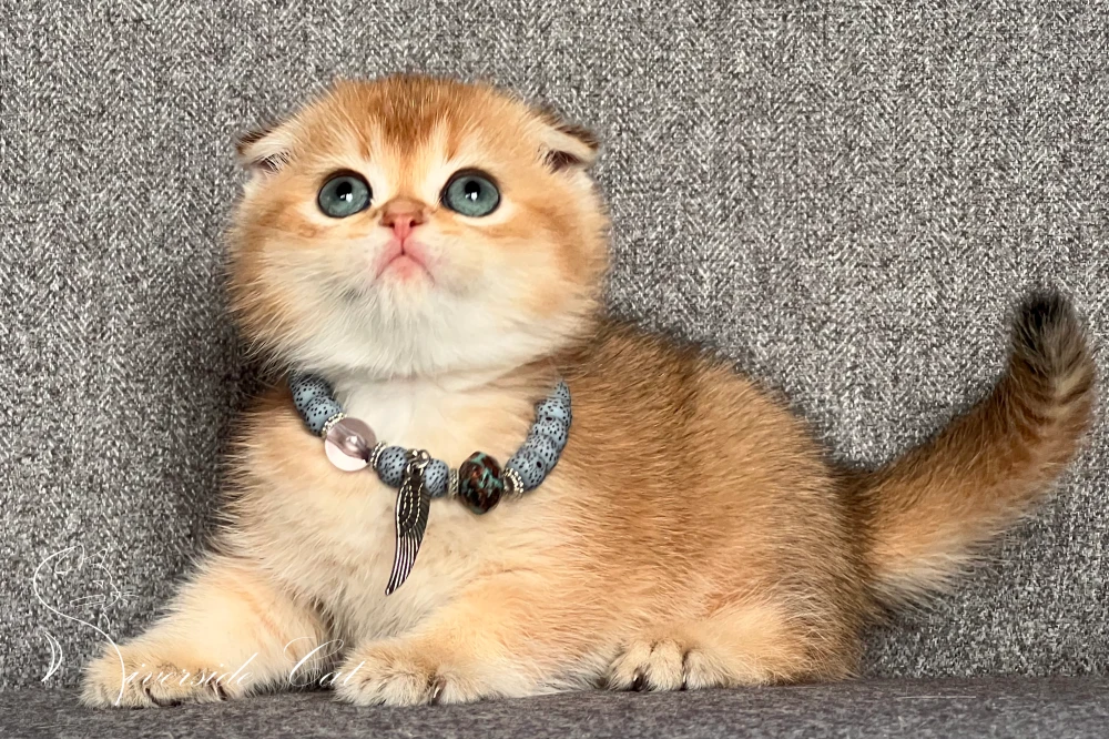 Skót lógófülű macska - Chocolate Golden Shaded színnel