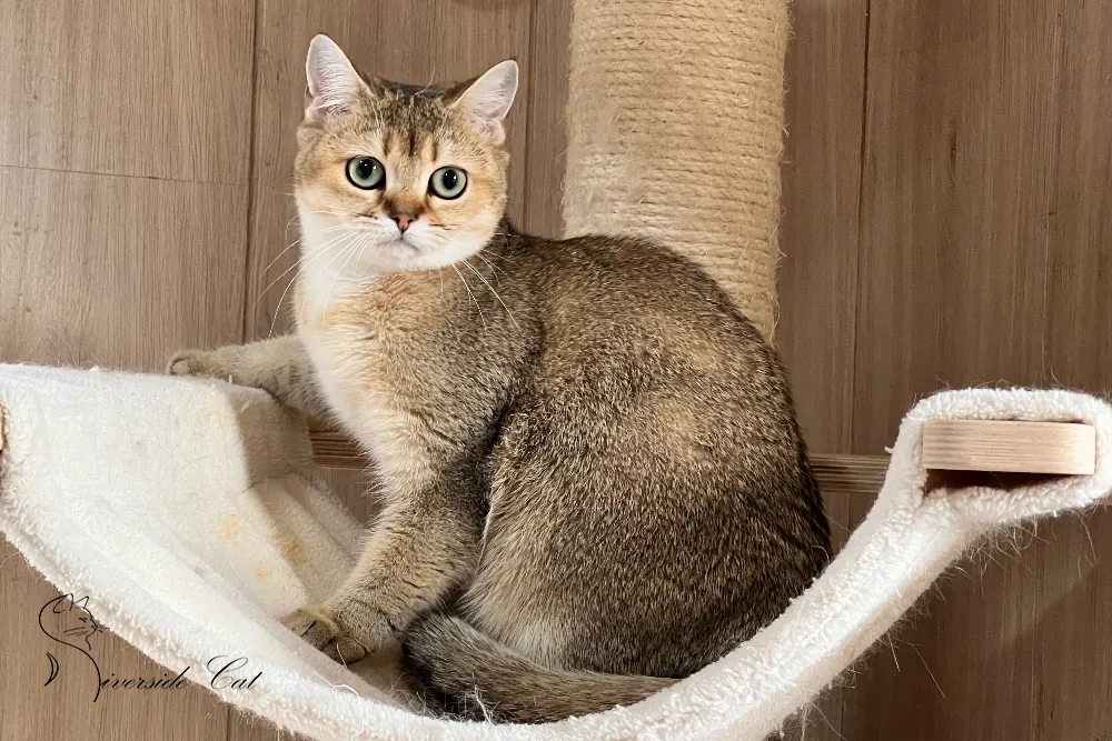 Brit macska - Black Golden Ticked Tabby színnel