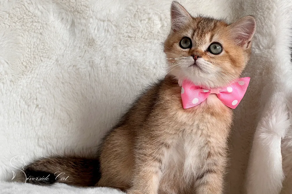 Brit rövidszőrű macska - Black Golden Shaded színnel