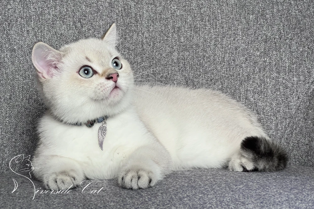 Skót állófülű macska - Chocolate Golden Tabby Point színnel