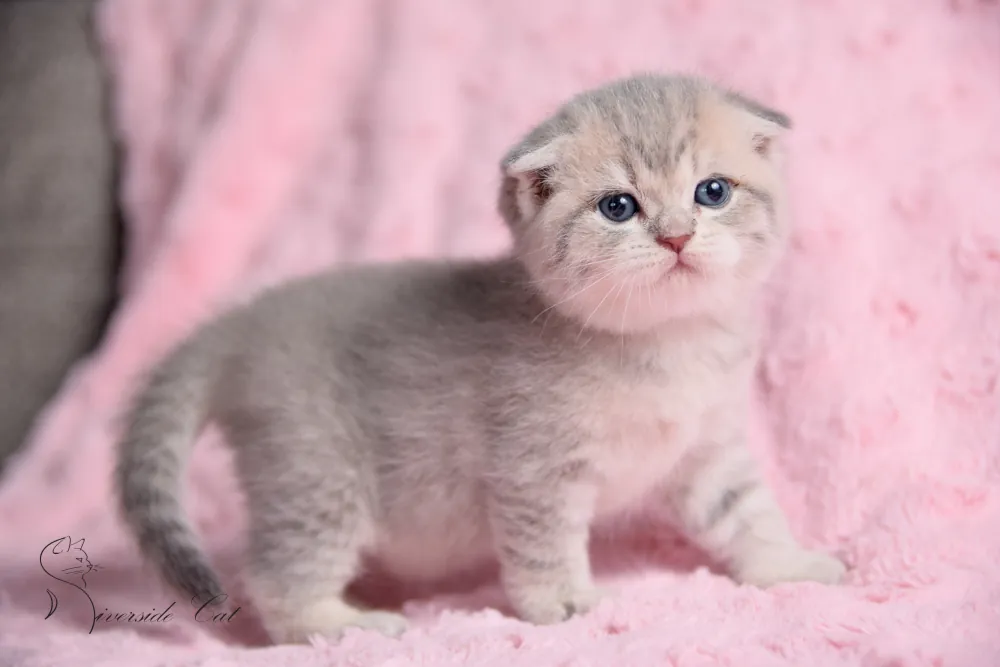 Skót lógófülű macska - Blue Golden Mackerel Tabby színnel