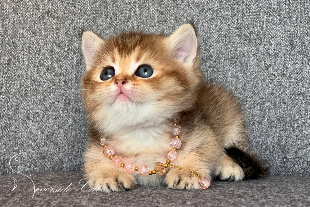 Skót állófülű macska - Chocolate Golden Ticked Tabby színnel