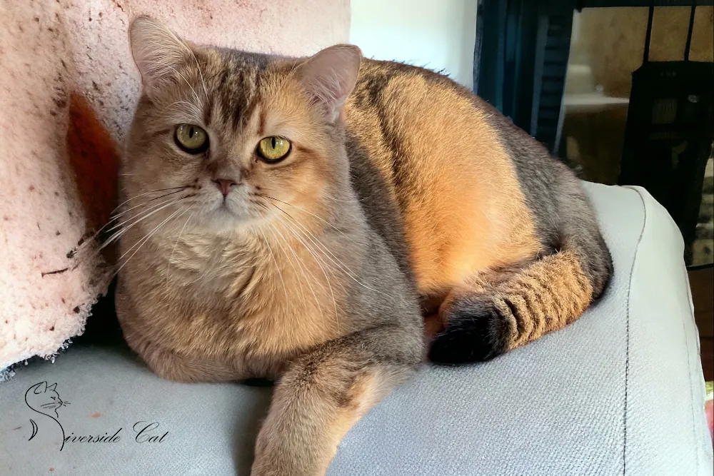 Brit macska - Black Golden Shaded színnel