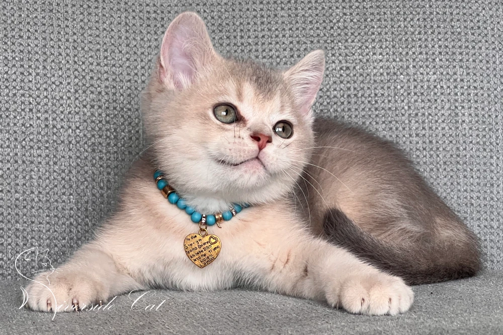 Skót állófülű macska - Blue Golden Shaded színnel