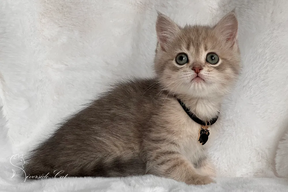 Brit rövidszőrű macska - Blue Golden Mackerel Tabby színnel