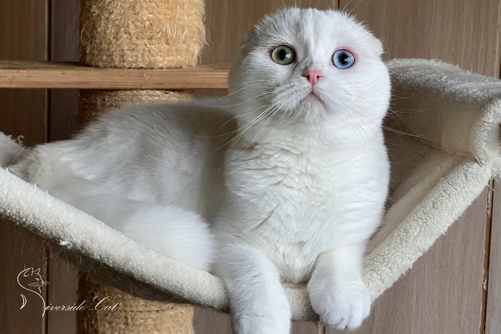 Skót lógófülű macska - White színnel