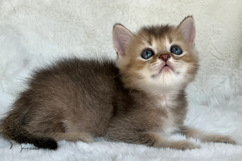 Brit rövidszőrű macska - Black Golden Ticked Tabby színnel