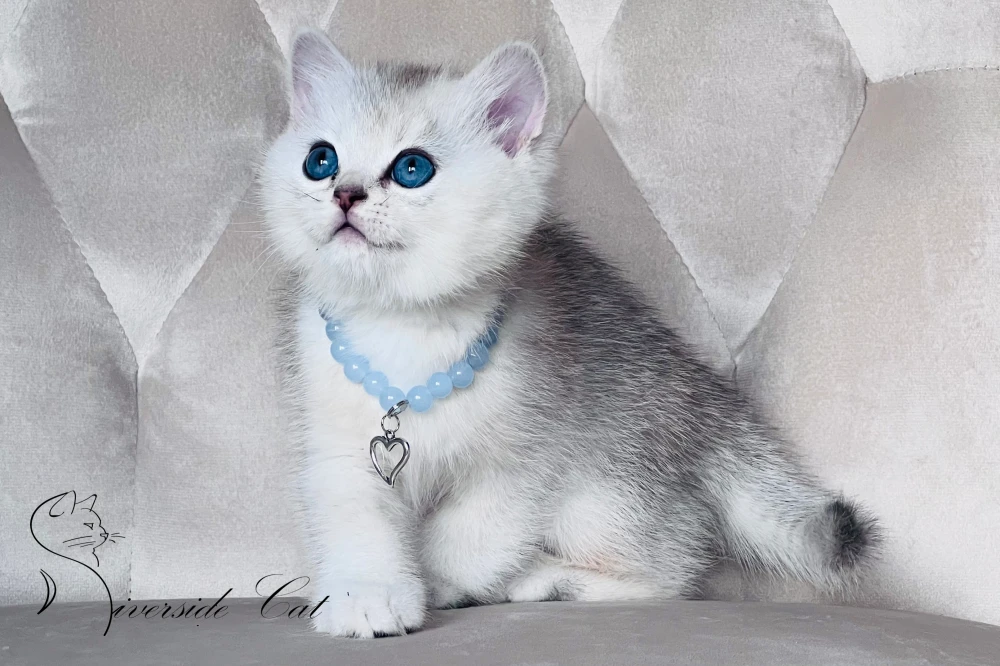 Skót állófülű macska - Black Silver Shaded színnel