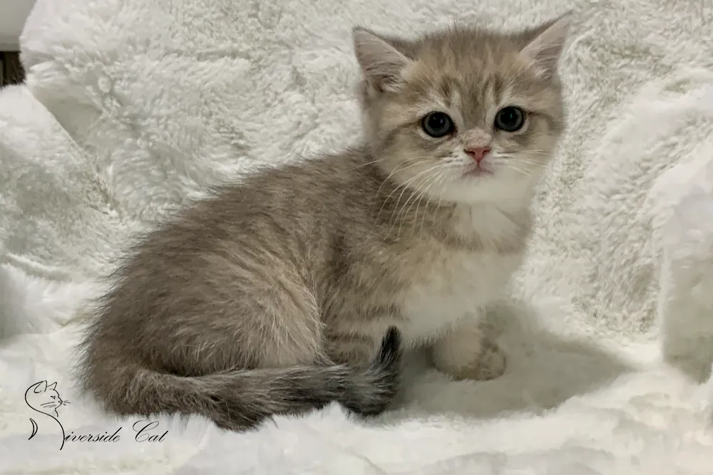 Brit macska - Blue Golden Shaded színnel