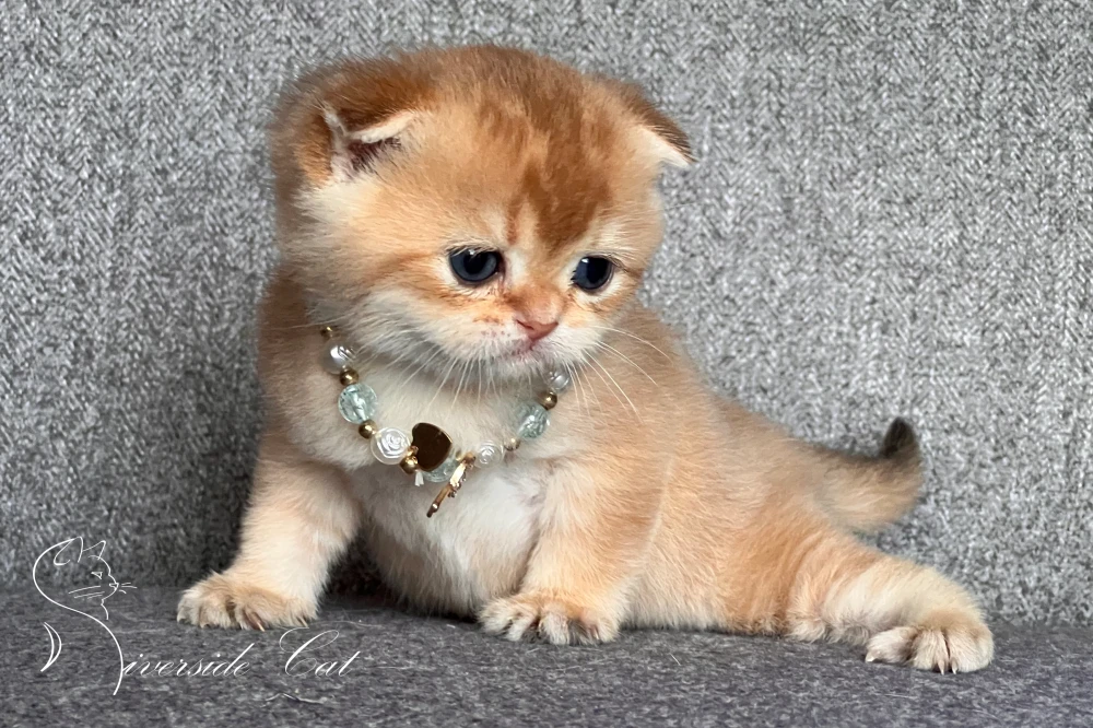 Skót lógófülű macska - Chocolate Golden Shaded színnel