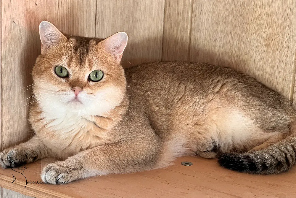 Brit macska - Black Golden Shaded színnel