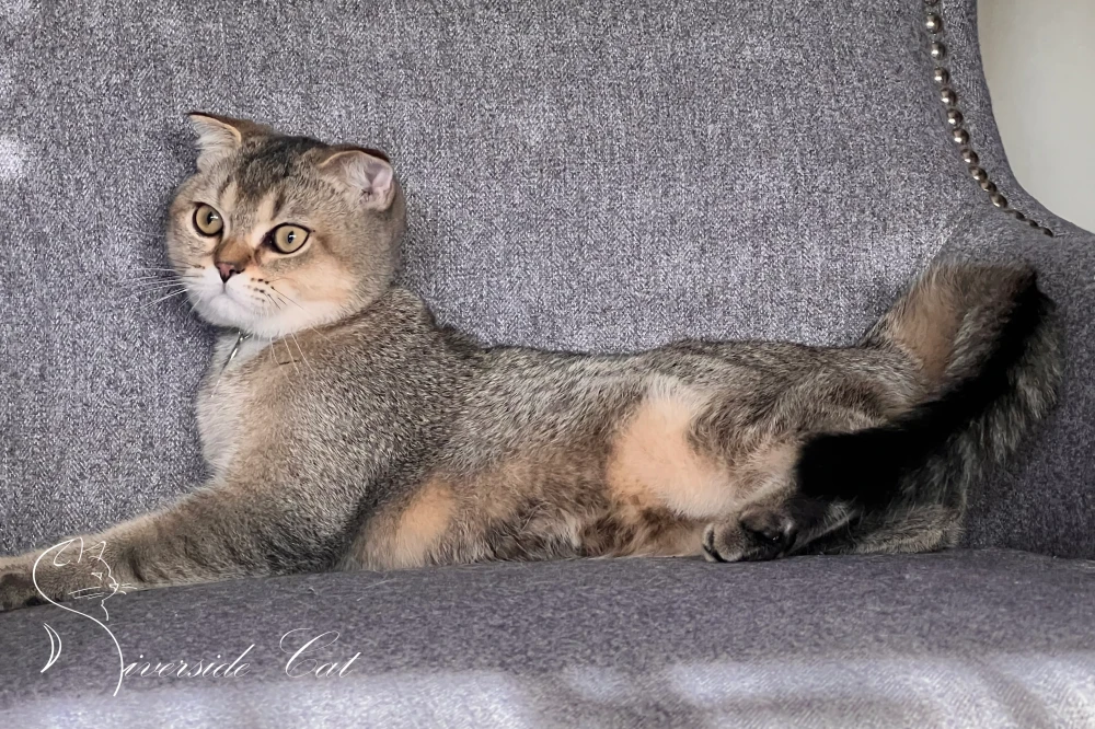 Skót lógófülű macska - Black Golden Ticked Tabby színnel