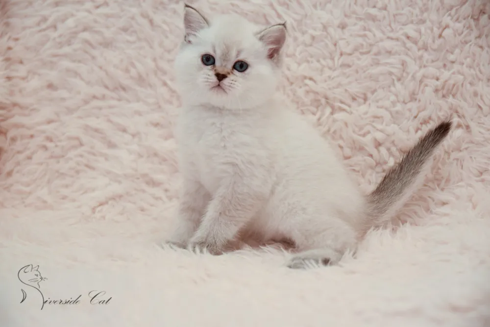 Brit macska - Black Golden Shaded Point színnel