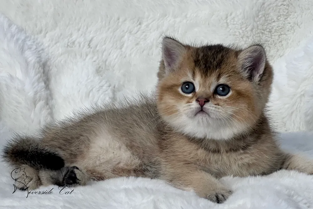 Skót állófülű macska - Black Golden Shaded színnel