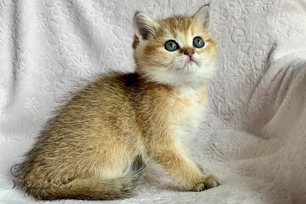 Skót állófülű macska - Black Golden Shaded színnel