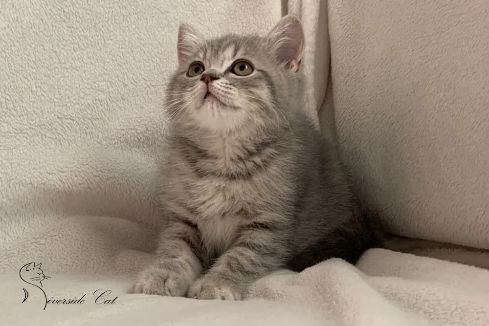 Brit macska - Blue Mackerel Tabby színnel