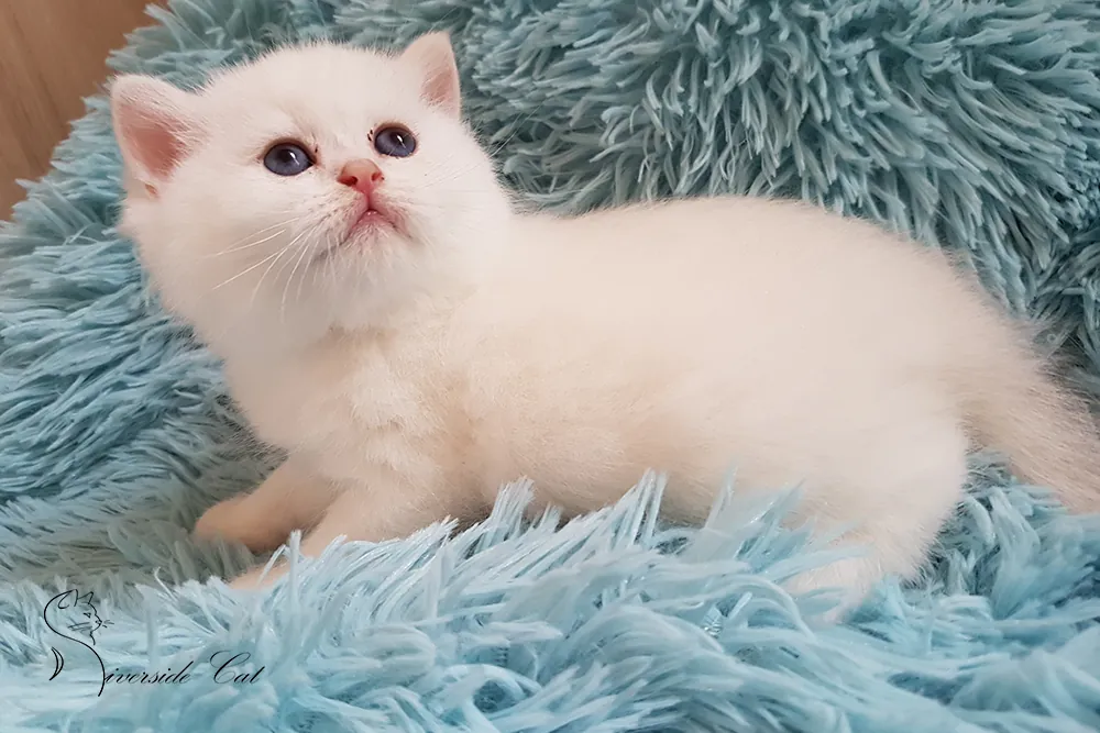 Brit macska - Blue Golden Shaded Point színnel