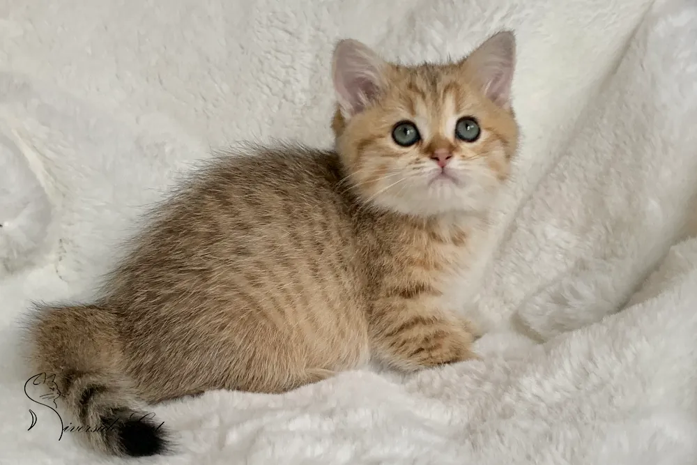 Brit macska - Black Golden Mackerel Tabby színnel