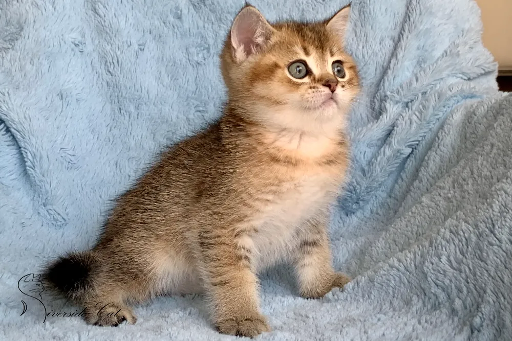 Brit macska - Black Golden Shaded színnel