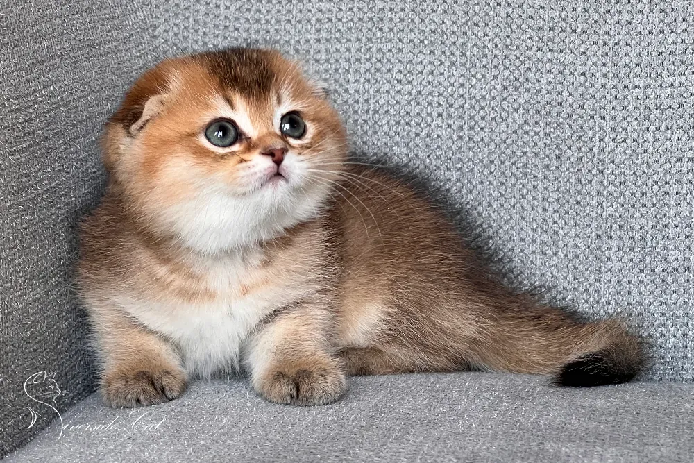 Skót lógófülű macska - Black Golden Ticked Tabby színnel