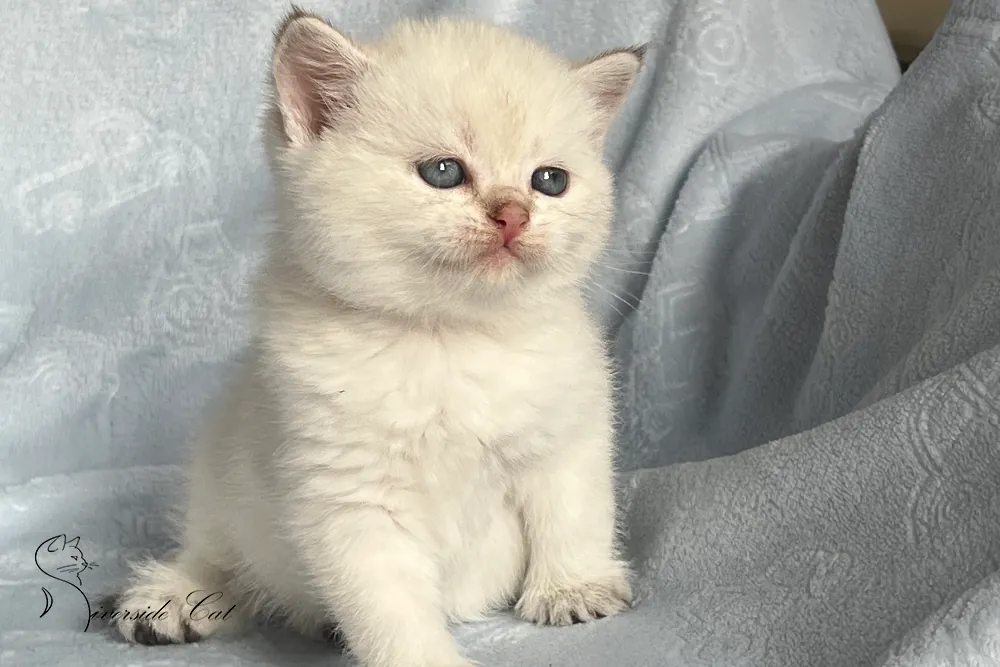 Skót állófülű macska - Black Golden Shaded Point színnel