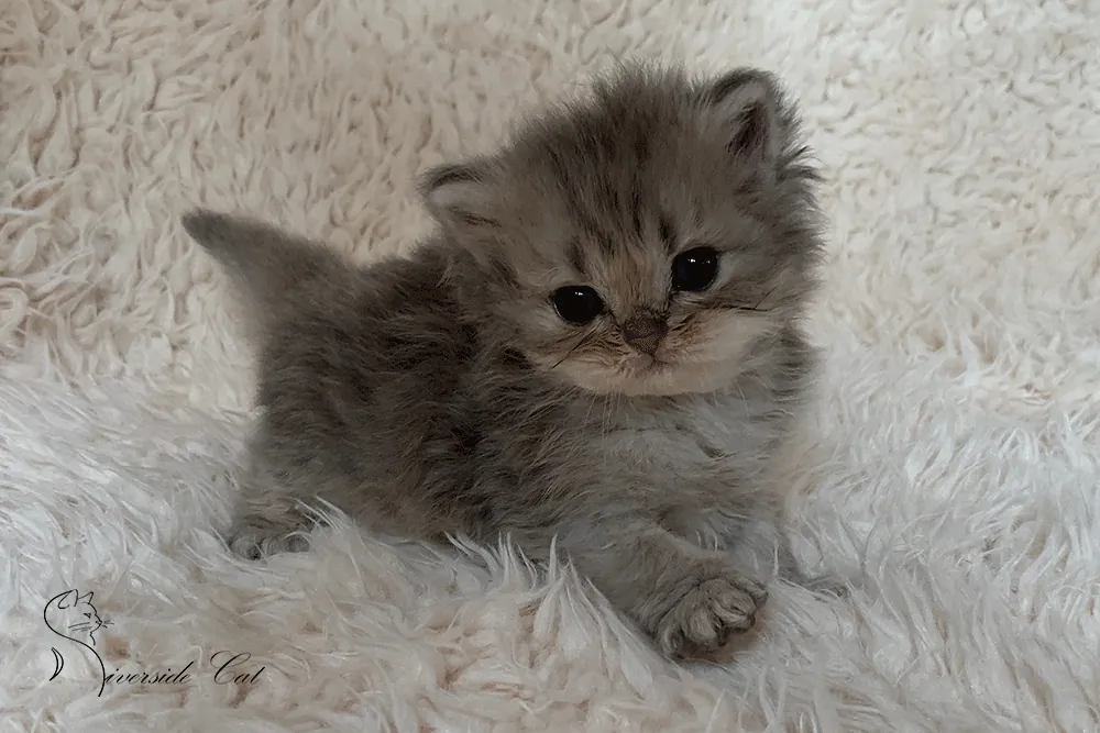 Brit macska - Blue Ticked Tabby színnel