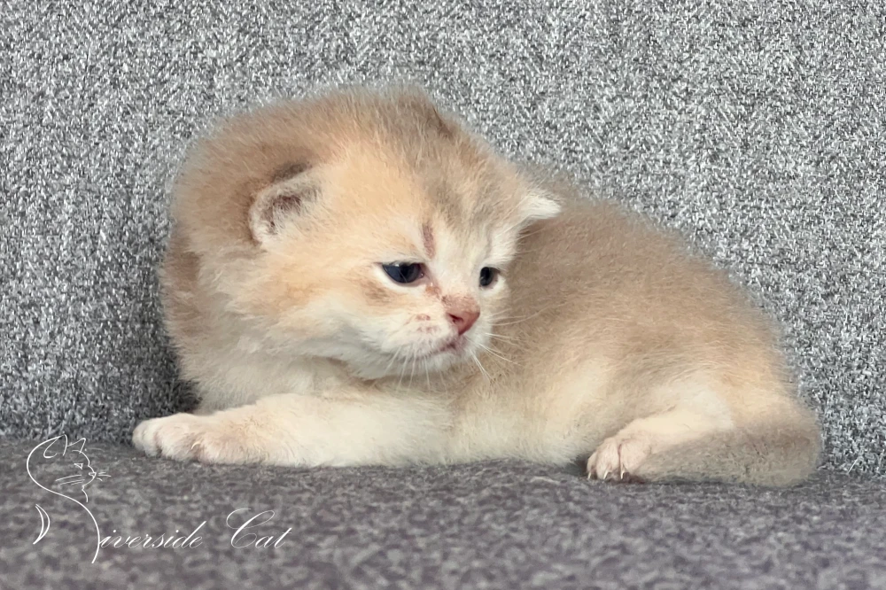 Brit rövidszőrű macska - Blue Golden Shaded színnel