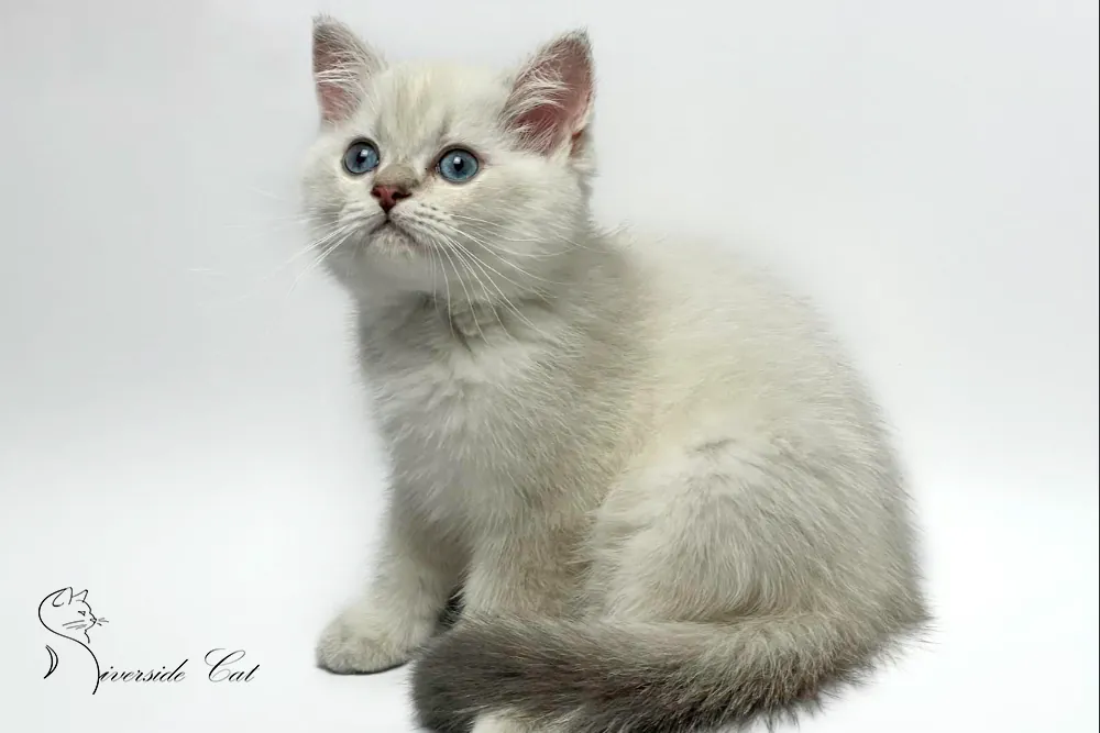 Brit macska - Blue Golden Ticked Tabby Point színnel