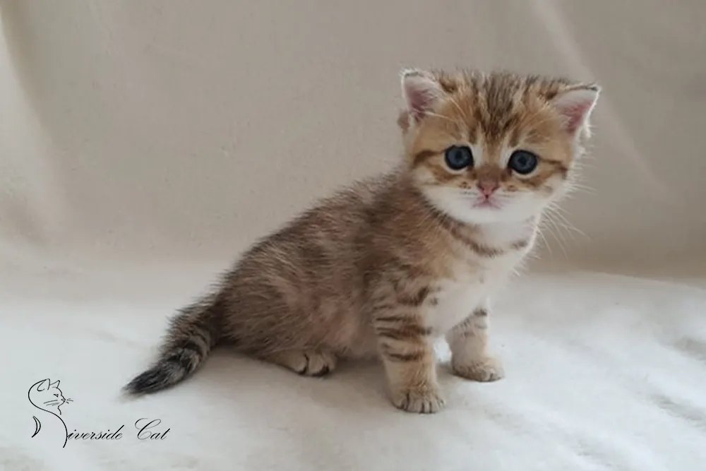 Brit macska - Black Golden Mackerel Tabby színnel