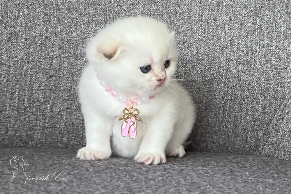 Skót lógófülű macska - Black Golden Tabby Point színnel