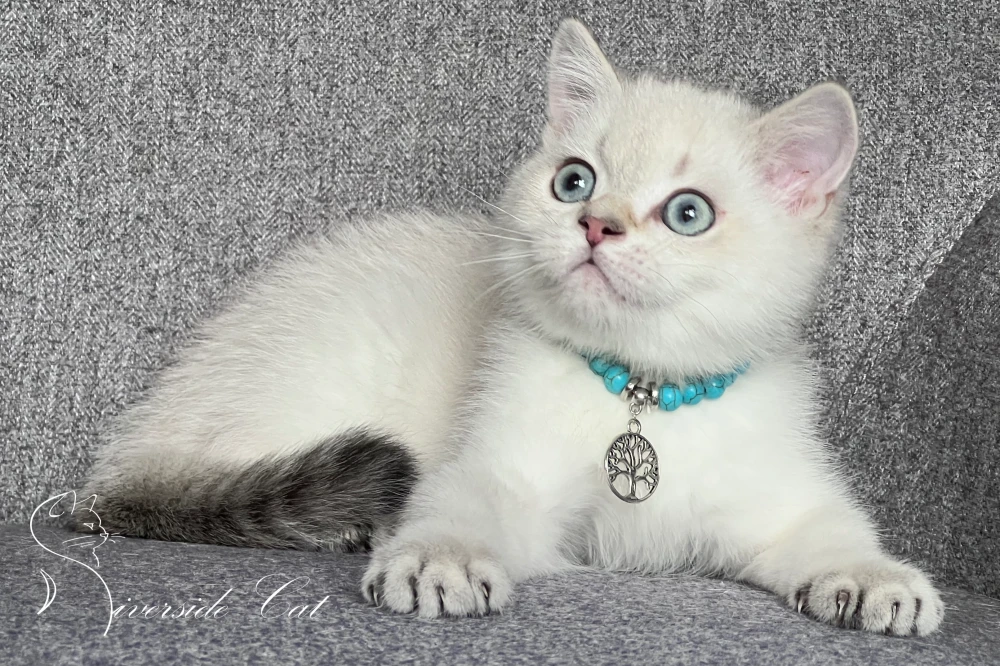 Skót állófülű macska - Chocolate Golden Tabby Point színnel