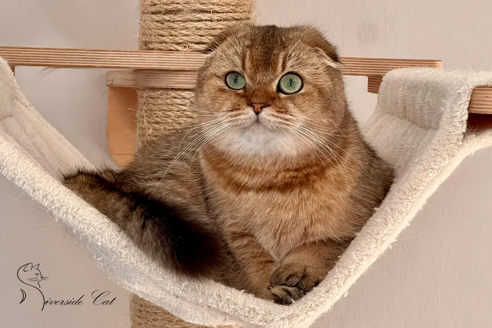 Skót lógófülű macska - Black Golden Ticked Tabby színnel