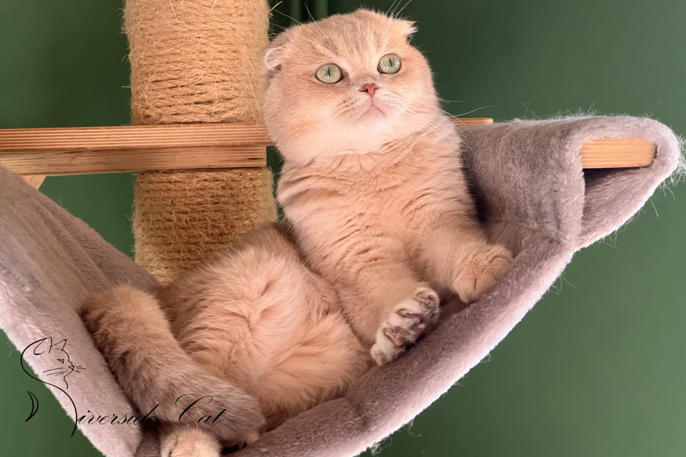 Skót lógófülű macska - Lilac Golden Shaded színnel